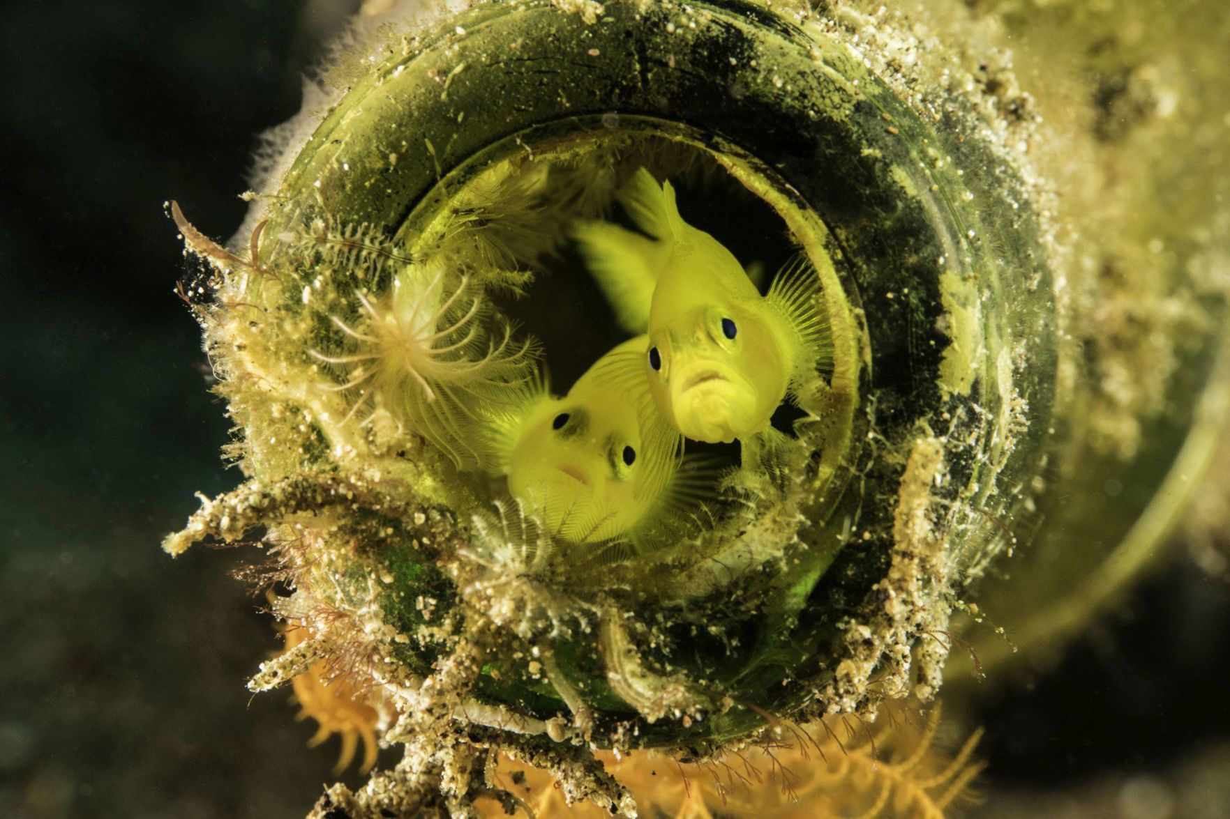 Karen Noyes, 'Gobies in Bottle'